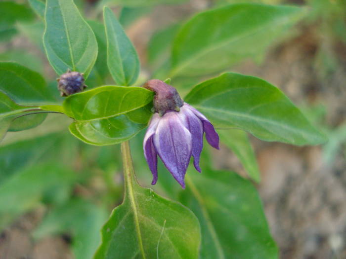 Black Chili Pepper Flower (2009, Aug.04) - Black Chili Pepper_01