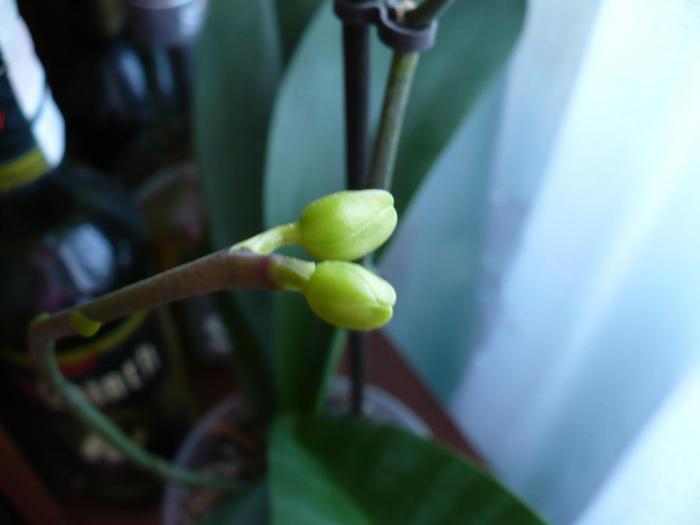 boboci Phalaenopsis