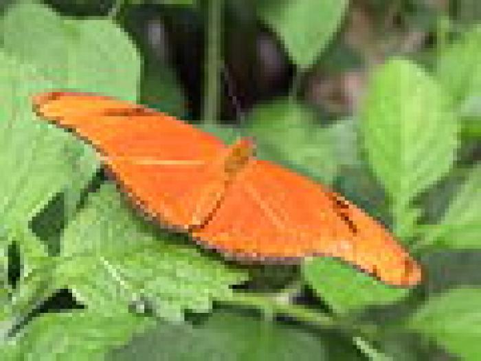120px-Julia-heliconian-butterfly - poze cu fluturi