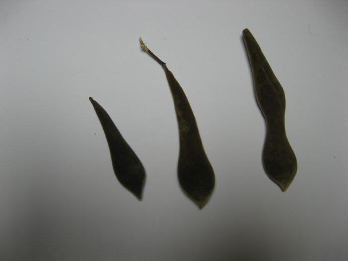 wisteria- glicina - seminte