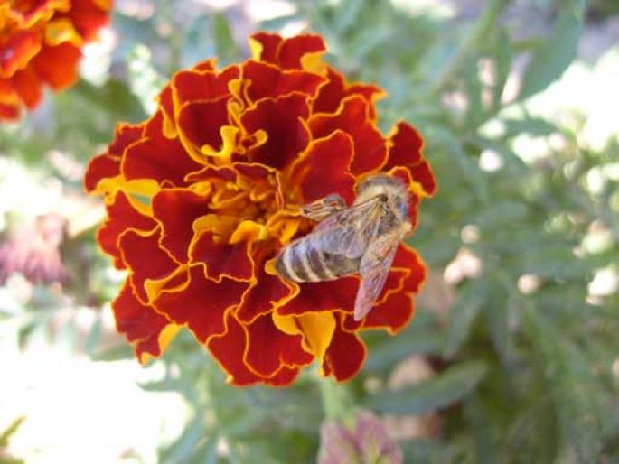 bee-red-flower