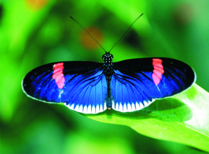 wallpaper_insecte_fluture-albastru