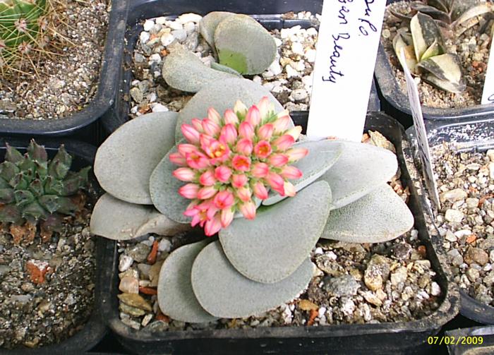 Crassula  Morgan