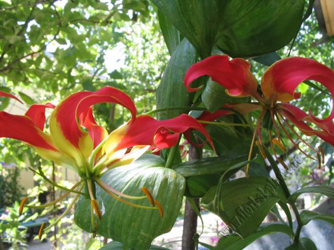 Gloriosa rosu1