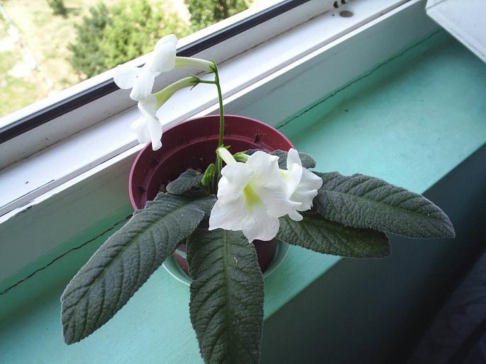 streptocarpus alb1