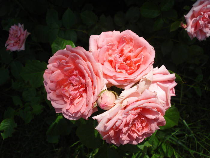 Rose Pleasure (2009, June 04)