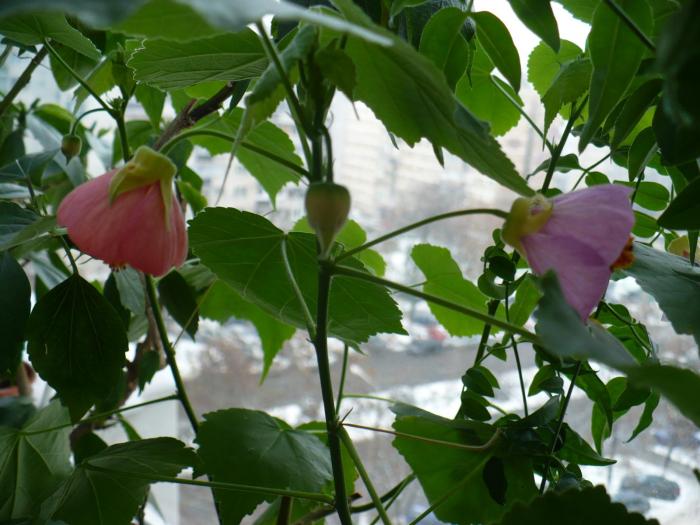 abutilon roz (doua flori in stadii diferite si in culori diferite)