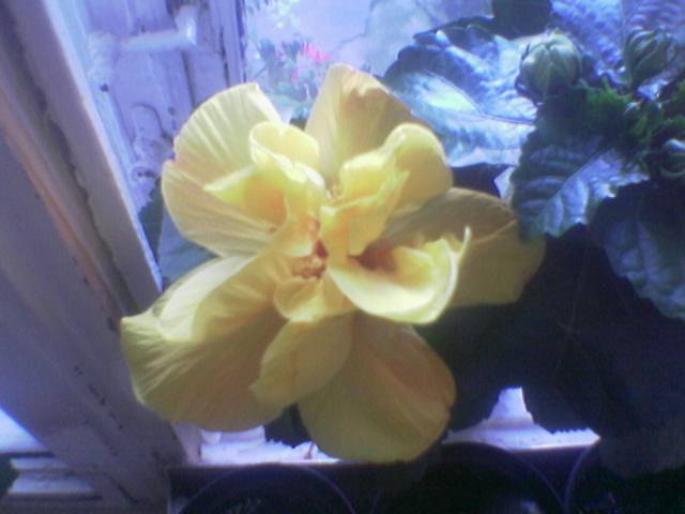Hibiscus galben floare 1