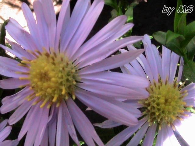 aster