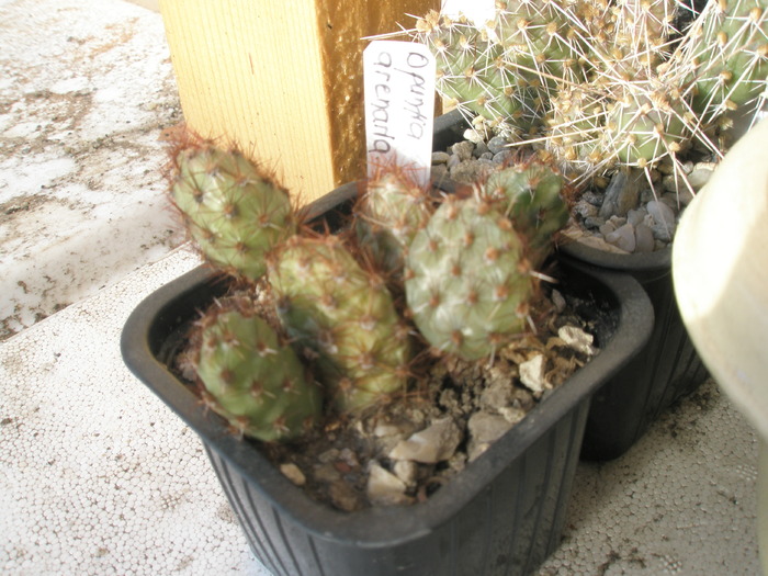 Opuntia arenaria - 29.12 - plante de exterior - 2009 - 2010