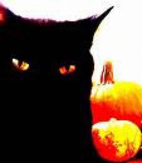 gatto zucca - bostani de halloween