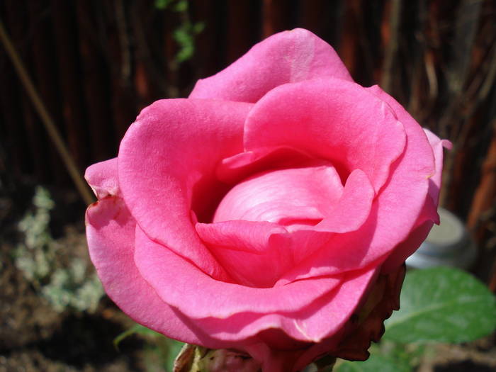 Rose Pink Peace (2009, June 18)