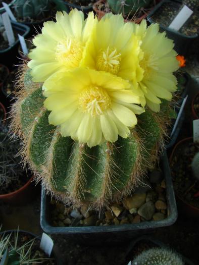 Notocactus magnificus