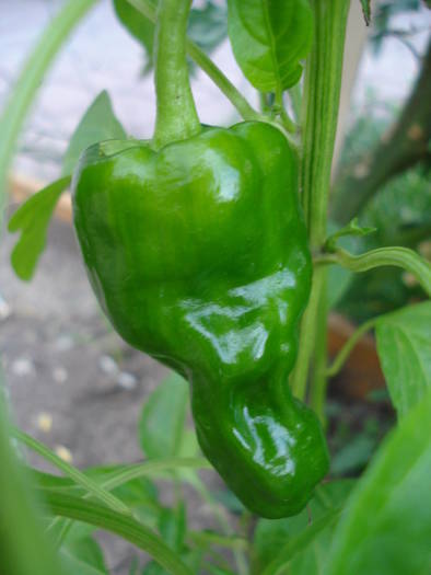 Padron Pepper (2009, July 10)