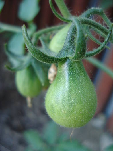 Tomato Yellow Pear (2009, June 13)