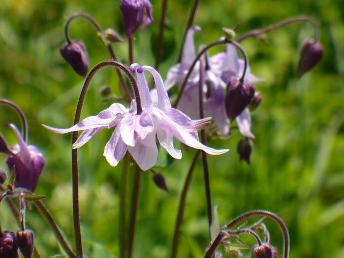 Aquilegia