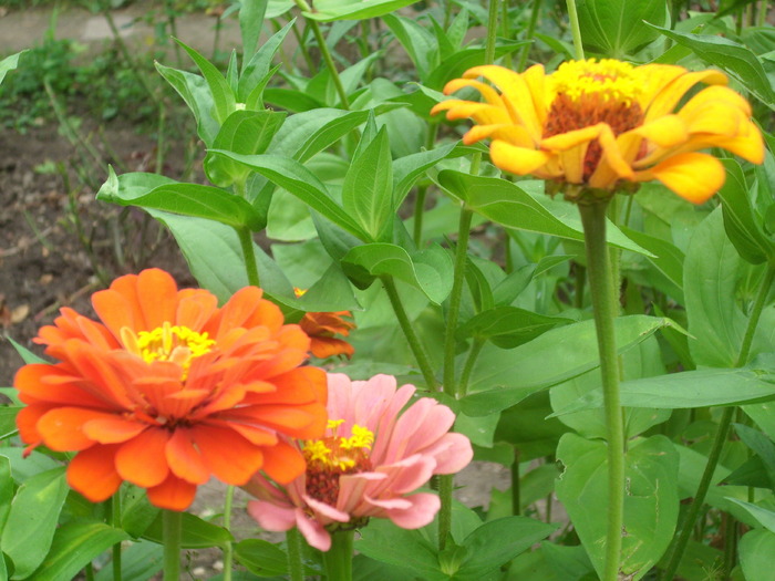 DSCI0340 - carciumarese-zinnia