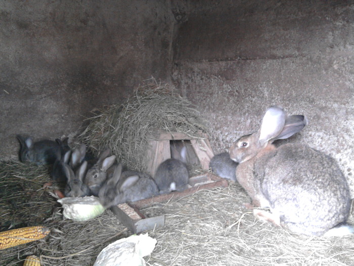 Fotografie0090 - de vanzare pui iepuri rasa urias belgian