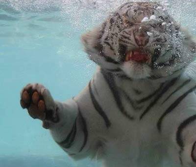 tiger underwater 7 - funny animals