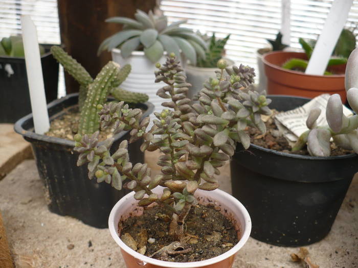 necunoscuta cu boboci - Cactusi 2009