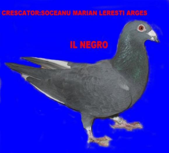 il negro1; nep.Belgian
