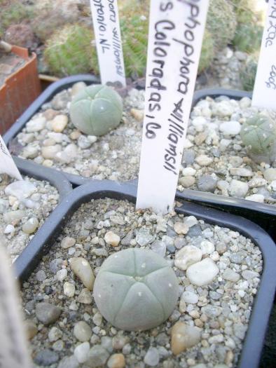 Lophophora williamsii - Las Coloradas Co