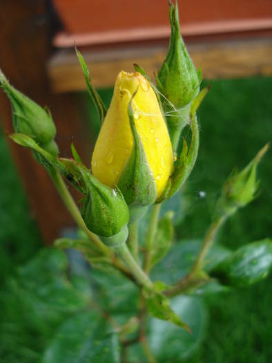 Rose Golden Showers (2009, May 25)