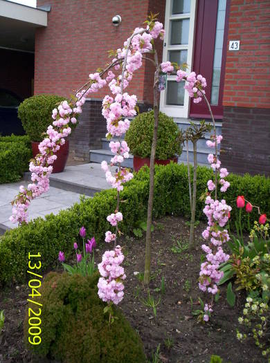 Prunus 13 apr 2009 (1)