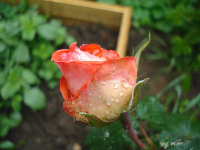 Rose Artistry (2009, May 13)