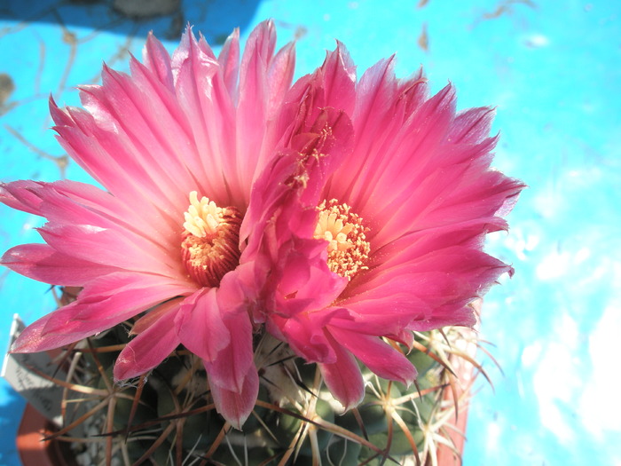 Coryphantha elephantidens - 30.08