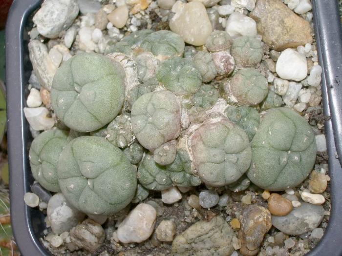 Lophophora williamsii v. caespitosa - colonie juvenila