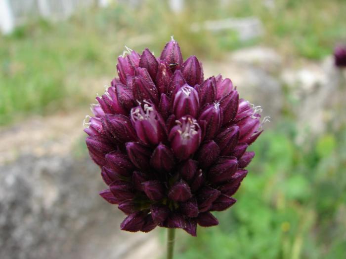 Allium vinealis-usturoi salbatic