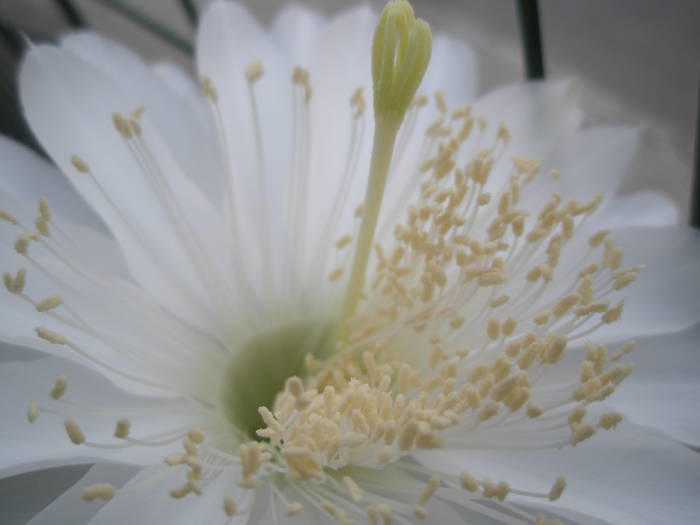Echinopsis calochlora - floare - Echinopsis