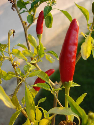 Red Chili Pepper (2009, August 04) - Ardei Iute Rosu_de la mama
