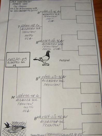pedigree porumbeii mei 001