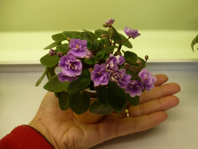 P1190368 - Saintpaulia - violete de camera