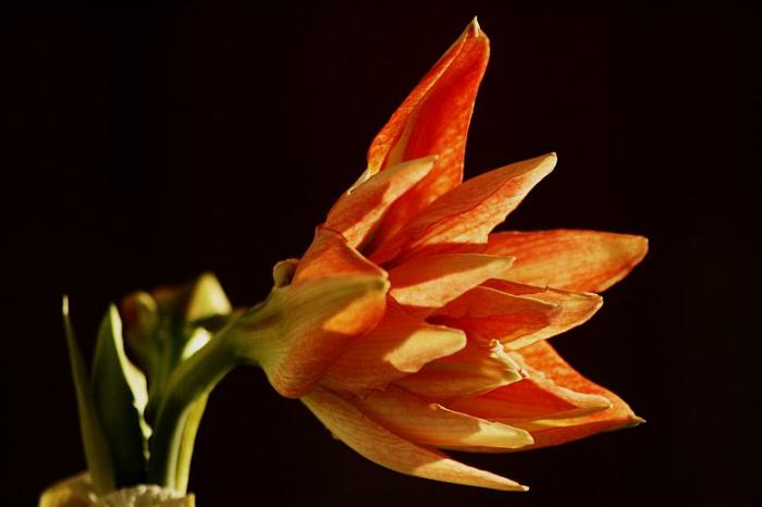 Hippeastrum Lady Jane