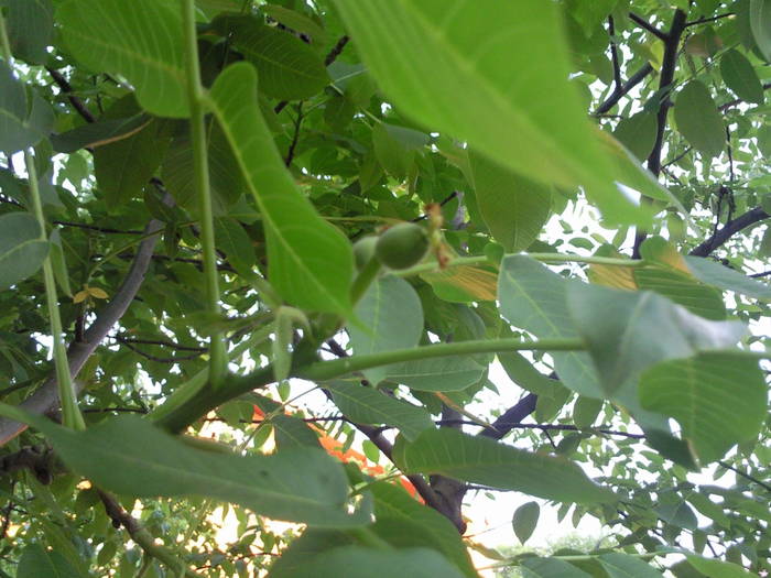 nuci la sfarsitul lui aprilie 09 - Pomi fructiferi fructe si arbusti