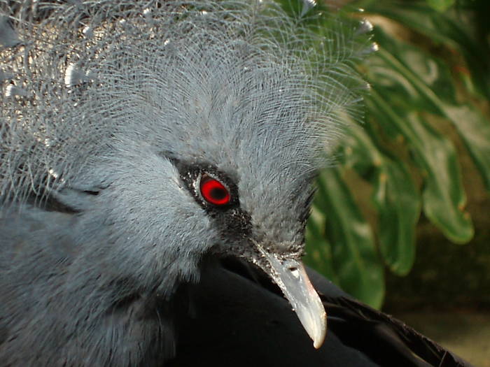 Victoria_crowned_pigeon_6