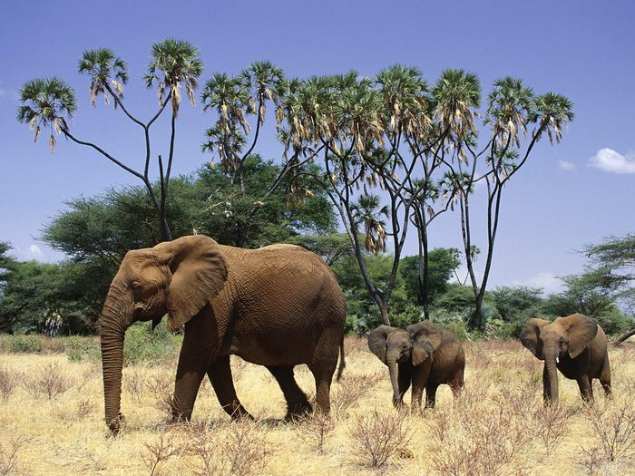 African Elephant With Young, Samburu National Reserve, Kenya, Africa