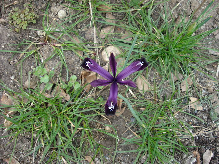 Iris reticulata Purple Gem (2009, Mar.24)