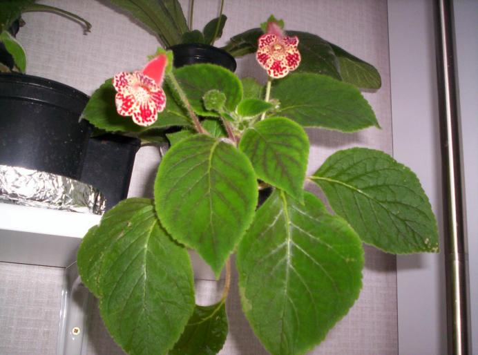 Kohleria Bibbi (Nicol) 7 aug 2008