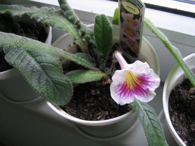 Streptocarpus Awena 2