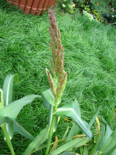 IMG_1100 Echinochloa (orzyoides)