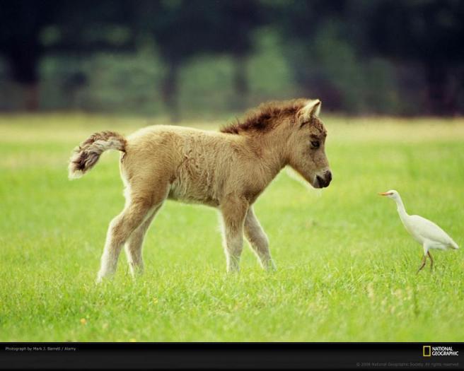 miniature-horse-and-bird-A6746E-xl
