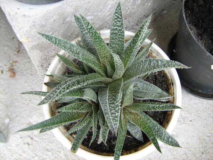 aloe vera; aloe
