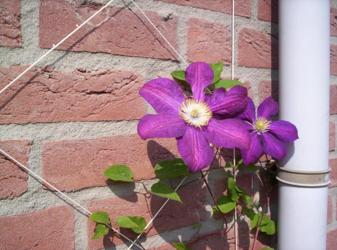 clematita 6 mai 2007 (2