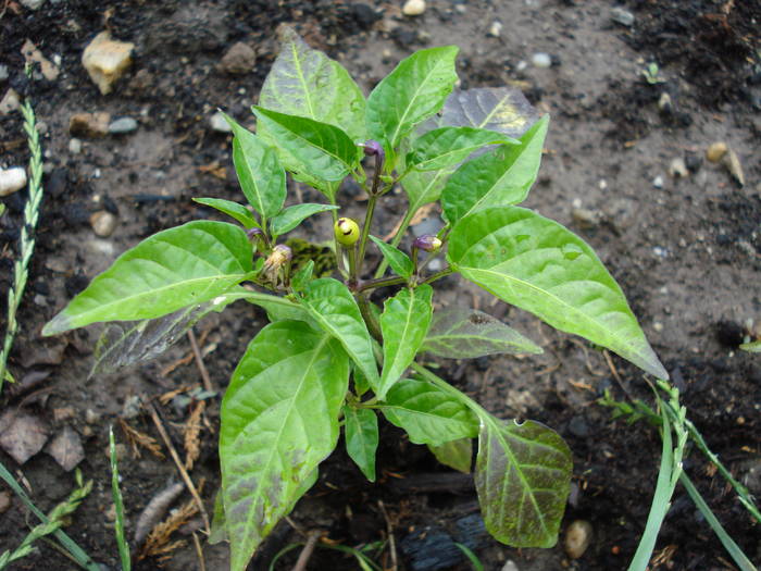 Black Chili Pepper (2009, June 23)