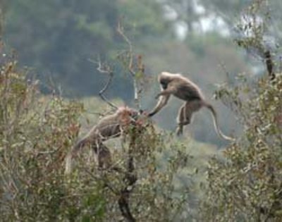 primate - 012345SALVATI ANIMALELE PE CALE DE DISPARITIE012345