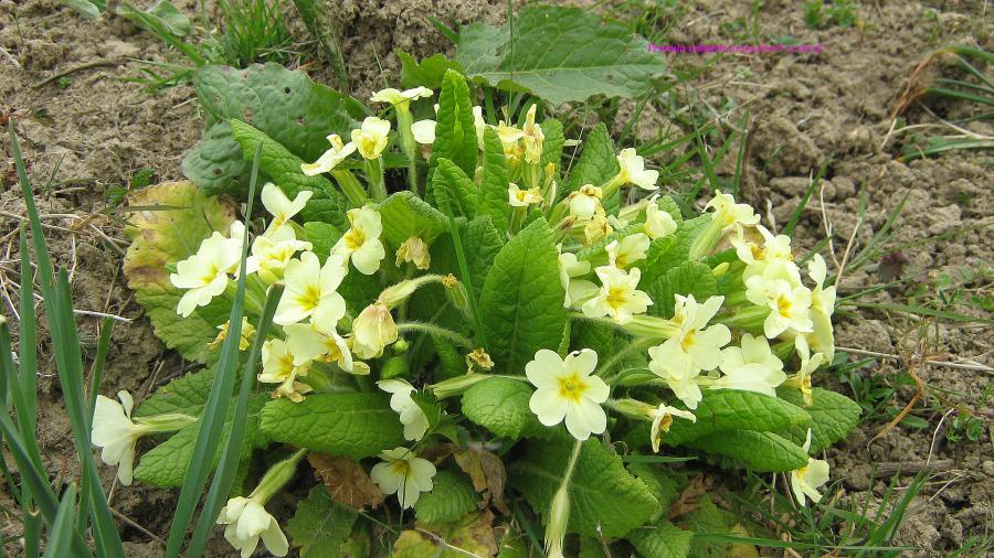 Primula